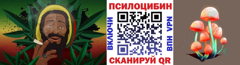 Псилоцибиновые грибы Psilocybine cubensis  Каргополь 